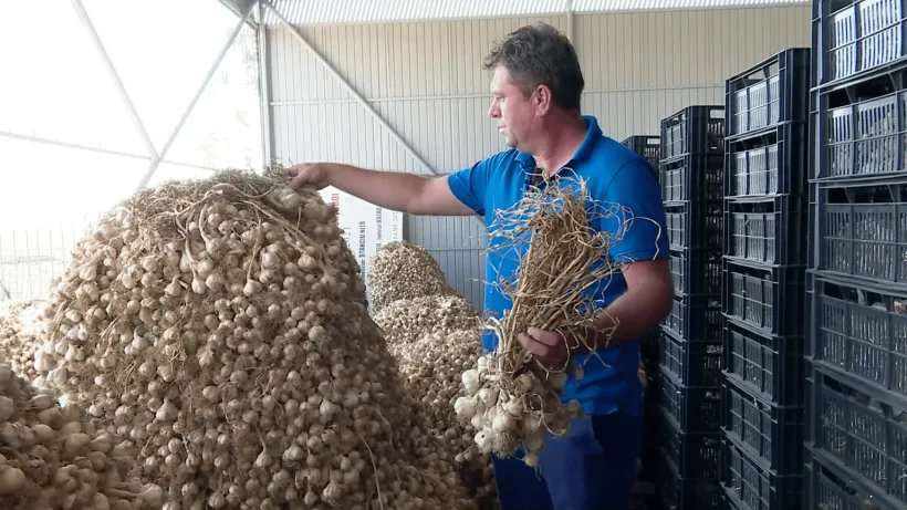 Ministerul Agriculturii: bugetul pentru producția de usturoi ar putea fi suplimentat cu peste 2 milioane de euro