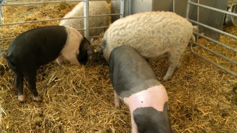 Bani de la stat pentru fermierii care cresc porci din rasele Bazna și Mangalița