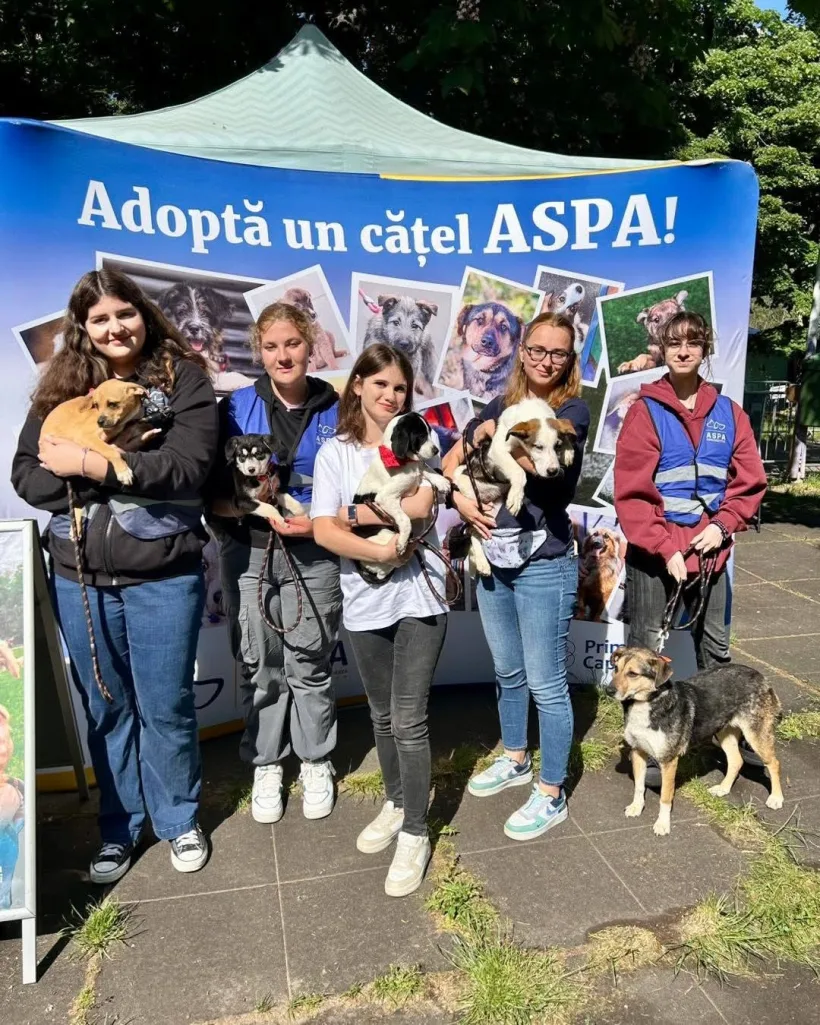 Canicross și târgul de adopții de căței, București - 2025